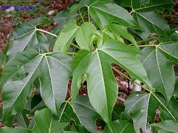 Image result for Gyrocarpus