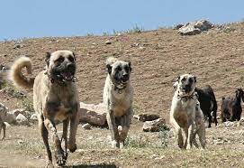 tureckij kangal poroda sobak v turcii novosti na status property