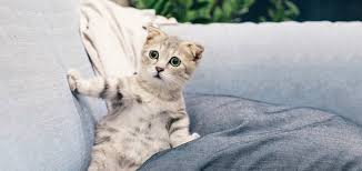 Watch your cat for the following flea symptoms:2 x research source sue patterson if the flea infestation is really bad in your cat, not only will she have a lot of fleas in her coat, but she may suffer from blood loss and develop anemia. Severe Flea Infestation On Cat Help Needed Here