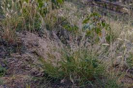 Image result for Tricholaena