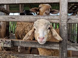 Thank you, brave sheep, but it's too dangerous. Faisal Rahim On Twitter Kambing Kampung Vs Kambing Biri Biri Diaorang Ni Member Baik Walaupun Berlainan Baka Umur Pun Sebaya Rasa Dagingnya Berbeza Bagi Sapa Peminat Daging Kambing Tapi Bagi Kebanyakan Orang
