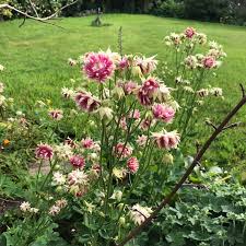 Exquisite deep purple double flowering nodding columbine blooms will adorn your shady locations when you plant the black barlow columbine. Aquilegia Vulgaris Var Stellata Nora Barlow Columbine Nora Barlow Uploaded By Vickster85