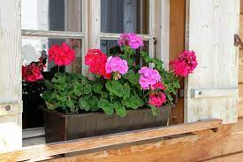 These annual plant combinations are a sure bet for brightening up a border, a front yard bed, or a window box. Flowers For Window Boxes Sun And Shade Loving Plants The Old Farmer S Almanac