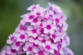 Garden phlox (phlox paniculata) and creeping phlox (phlox subulata). Info On Garden Phlox Growing Hardy Garden Phlox
