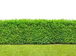 Check spelling or type a new query. Planting An Instant Hedge How To Create An Instant Hedge On Your Property