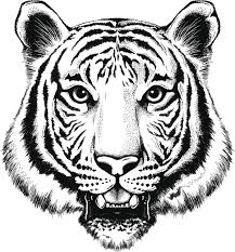 Allow the lines to connect in jagged points, forming a ruff of fur. Drawing Realistic Tiger Face Outline Drawing