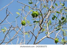 Image result for Sonneratiaceae