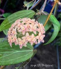 Pin On Hoya