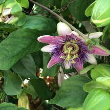 Passion Flower Passiflora Sp This Appears To Be A Species Of Passion Flower Also Called Passion Vine They Have Spec Passion Vine Passion Flower Passiflora