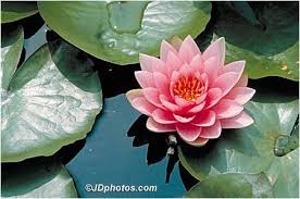 Free Virtual Flowers Water Lily Ecard July Birth Flower Virtual Flowers Beautiful Flowers Photography