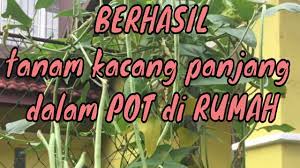 Itu adalah salah satu kegunaan yang namanya 10.800 per 250 gram. Tanam Kacang Panjang Dalam Pot Berbuah Lebat Youtube