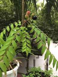Khasiat daun kari sebenarnya banyak dari sudut perubatan. Haq Mohaidin On Twitter Knowledge You Will Never Ever Use Pokok Daun Kari Ada Buah