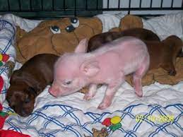 Dachshund Acts As Mom To Baby Piglet Baby Pigs Cute Dogs Cute Animals