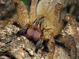 Brazilian wandering spiders hunt on the ground the goliath bird eating spider is mainly known as a big spider. 10 Biggest Spiders In The World