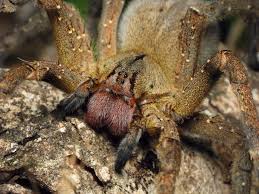 They live in the deep rainforests of northern south america. 10 Biggest Spiders In The World