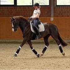 Not all images are mine. 170 Dressage Aesthetic Ideas Dressage Dressage Horses Horses