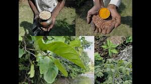 Image result for Cheirostylis lepida