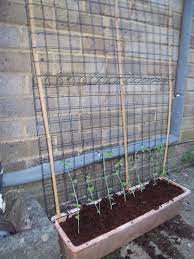 Growing Sweet Peas On A Home Made Frame Hortas Modelos De Jardim Jardinagem