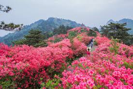 湖北麻城龟峰山风景区 世界级古杜鹃花 nature natural landmarks pics