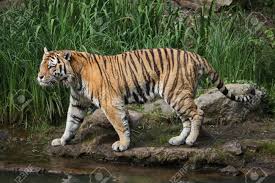 Siberian Tiger Panthera Tigris Altaica Also Known As The Amur