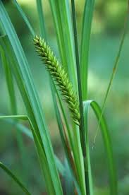 Image result for Carex lycurus