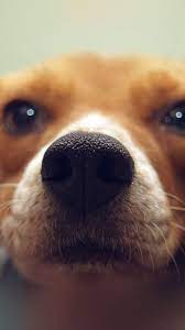 Cute Dog Puppy Animal Face Iphone 6 Wallpaper Download Iphone Wallpapers Ipad Wallpapers One Stop Download Dog Nose Dog Images Dogs And Puppies