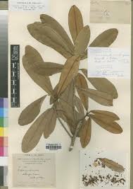 Image result for Englerophytum natalense