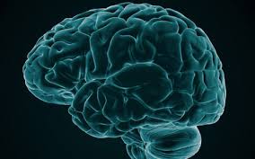 Image result for google images human brain