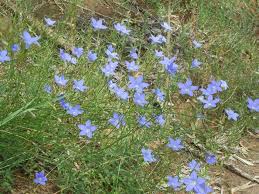 Image result for Wahlenbergia capitata