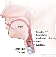 Cardiotoxi­ city is a significant hpv throat cancer recurrence survival rate effect of cancer treatment, and responsible for increased morbidity and mortality. Laryngeal Cancer Cancer Stat Facts
