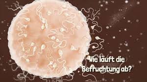 Künstliche befruchtung wann eignet sich welche methode? Die Befruchtung Tipps Und Ratschlage Von Hebamme Iris Edenhofer Youtube