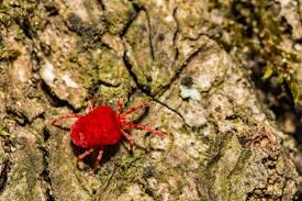 What do spider mites do? Spider Mites