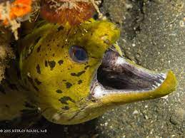Pharyngeal jaw aquatic veterinary services these pictures of this page are about:moray eel second jaw. Funfact Moray Eels Have A Second Set Of Jaws Within Their Throat Called Pharyngeal Jaws Which Are Used To Pull Prey Moray Eel Underwater Photography Fish Pet