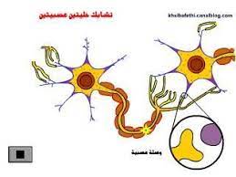 تشابك الخلايا العصبية anatomie et biologie en flash svt college college