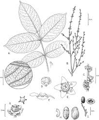 Image result for Lannea asymmetrica