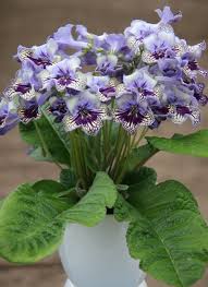 Image result for Streptocarpus eylesii