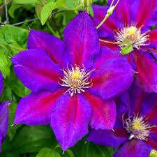 Check spelling or type a new query. Julka Clematis Large Flowered Clematis Spring Hill
