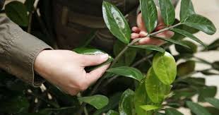 Zamioculcas Vermehren Vom Blatt Zur Neuen Pflanze Pflanzen Garten Pflanzen Garten Anpflanzen