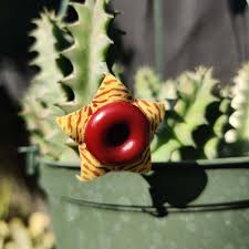 Image result for Huernia zebrina