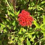 Image result for Rhodopentas