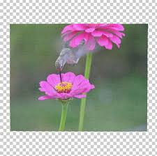 All intellectual property rights in and to the crosswords are owned by los angeles times, including copyrighted images and trademarks. Garden Cosmos Lawn Wildflower Pink M Plant Stem Png Clipart Cosmos Flora Flower Flowering Plant Garden