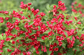 The pink flowers are a hummingbird favorite. Weigela Sonic Bloom Red