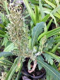 Image result for Bocconia