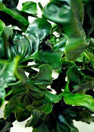 Philodendron Selloum Super Atom Aka Cabbage Patch Water Keep Dry Between Watering Sunlight Indoor Bright Indirect Plants Indoor Plants Indoor Plants Diy