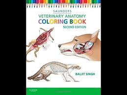 Über 7 millionen englischsprachige bücher. Pdf Veterinary Anatomy Coloring Book Youtube