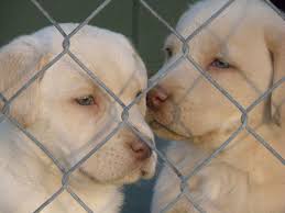 Champagne Labs Breeder Champagne Labs For Sale Lab Puppies Yellow Lab Puppies Lab Dogs