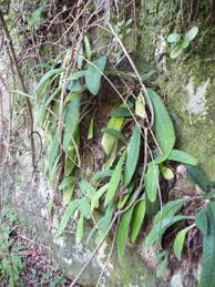 Image result for Oleandra distenta