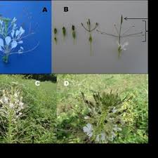 Image result for Cleome schimperi