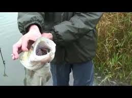 Peche Du Sandre Mes Techniques Preferees Youtube Peche Du Sandre Peche Peche Sandre