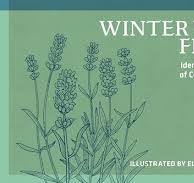 Winter Weed Finder: Identifying Dry Plants of Central and Eastern North  America (Nature Study Guides)